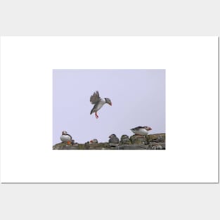 Puffin Coming In To Land - Farne Islands Posters and Art